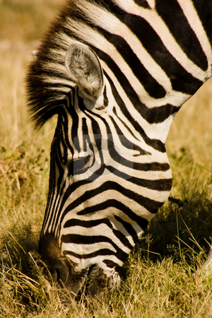 To use this stock image in your creative project, please select the size you need over to the right and click the "Add to Cart" button.
Your downloaded image will come with the Cutcaster watermark removed so don’t worry about the watermark you see on this page. Grazing Zebra stock photo, Close up of zebra grazing in Etosha National Park, Namibia by Darren Pattterson