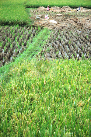 To use this stock image in your creative project, please select the size you need over to the right and click the "Add to Cart" button.
Your downloaded image will come with the Cutcaster watermark removed so don’t worry about the watermark you see on this page. Rice Paddies stock photo, Field of rice paddies in tropical paradise by Bayu Harsa