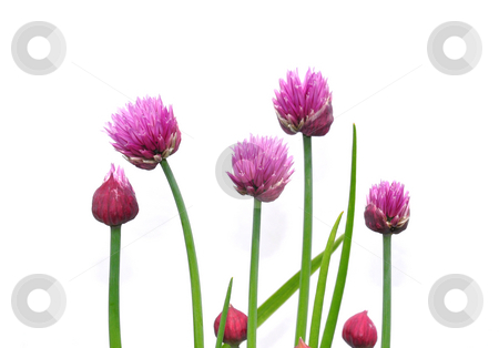 To use this stock image in your creative project, please select the size you need over to the right and click the "Add to Cart" button.
Your downloaded image will come with the Cutcaster watermark removed so don’t worry about the watermark you see on this page. Onion flowers stock photo, Onion flowers by Robert Biedermann