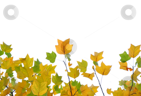 To use this stock image in your creative project, please select the size you need over to the right and click the "Add to Cart" button.
Your downloaded image will come with the Cutcaster watermark removed so don’t worry about the watermark you see on this page. Yellow and green fall leaves stock photo, Yellow and green fall leaves by Robert Biedermann