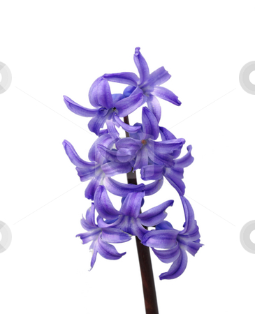 To use this stock image in your creative project, please select the size you need over to the right and click the "Add to Cart" button.
Your downloaded image will come with the Cutcaster watermark removed so don’t worry about the watermark you see on this page. Garden hyacinth stock photo, Garden hyacinth by Robert Biedermann