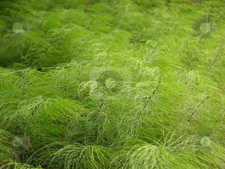 To use this stock image in your creative project, please select the size you need over to the right and click the "Add to Cart" button.
Your downloaded image will come with the Cutcaster watermark removed so don’t worry about the watermark you see on this page. Horsetail stock photo, Horsetails in a dark spruce forest by Robert Biedermann