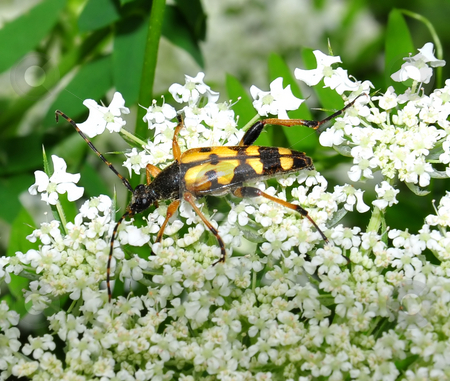 To use this stock image in your creative project, please select the size you need over to the right and click the "Add to Cart" button.
Your downloaded image will come with the Cutcaster watermark removed so don’t worry about the watermark you see on this page. Long horn beetle stock photo, Long horn beetle by Robert Biedermann