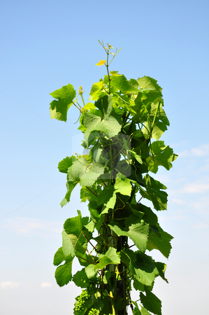 To use this stock image in your creative project, please select the size you need over to the right and click the "Add to Cart" button.
Your downloaded image will come with the Cutcaster watermark removed so don’t worry about the watermark you see on this page. Wine grape stock photo, Wine grape by Robert Biedermann