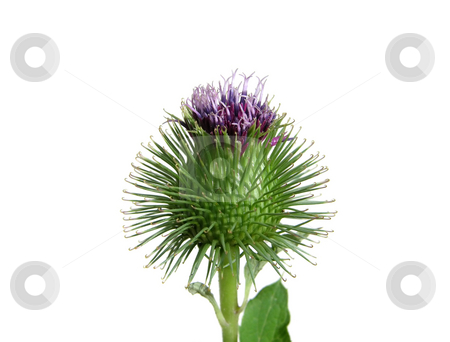 To use this stock image in your creative project, please select the size you need over to the right and click the "Add to Cart" button.
Your downloaded image will come with the Cutcaster watermark removed so don’t worry about the watermark you see on this page. Spiny thistle flower isolated on white background stock photo, Spiny thistle flower isolated on white background by Robert Biedermann