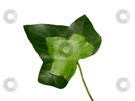 To use this stock image in your creative project, please select the size you need over to the right and click the "Add to Cart" button.
Your downloaded image will come with the Cutcaster watermark removed so don’t worry about the watermark you see on this page. Threefold ivy leaf stock photo, Threefold ivy leaf by Robert Biedermann