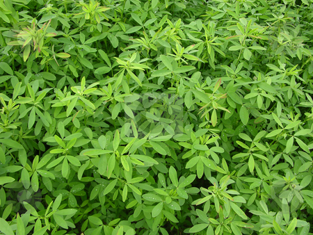 To use this stock image in your creative project, please select the size you need over to the right and click the "Add to Cart" button.
Your downloaded image will come with the Cutcaster watermark removed so don’t worry about the watermark you see on this page. Background texture: green clover field stock photo, by Robert Biedermann