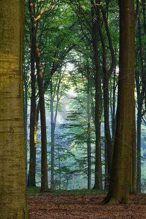 To use this stock image in your creative project, please select the size you need over to the right and click the "Add to Cart" button.
Your downloaded image will come with the Cutcaster watermark removed so don’t worry about the watermark you see on this page. Misty morning stock photo, Misty morning forest in a bright sunlight by Mikhail Lavrenov