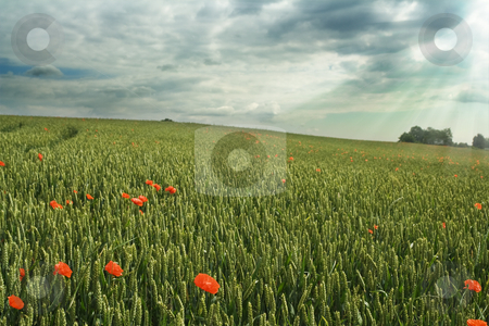 To use this stock image in your creative project, please select the size you need over to the right and click the "Add to Cart" button.
Your downloaded image will come with the Cutcaster watermark removed so don’t worry about the watermark you see on this page. Wheat field stock photo, Wheat field under cloudy sky; red poppies by Mikhail Lavrenov