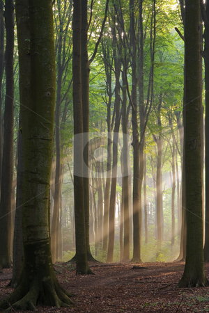 To use this stock image in your creative project, please select the size you need over to the right and click the "Add to Cart" button.
Your downloaded image will come with the Cutcaster watermark removed so don’t worry about the watermark you see on this page. Misty morning stock photo, Sunbeams in a misty morning forest by Mikhail Lavrenov