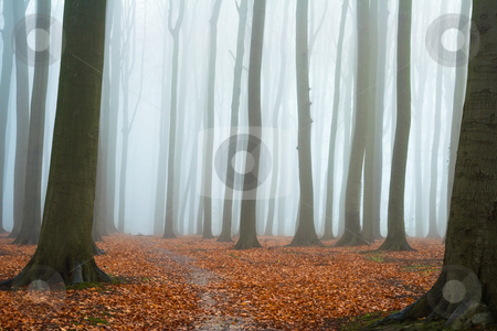 To use this stock image in your creative project, please select the size you need over to the right and click the "Add to Cart" button.
Your downloaded image will come with the Cutcaster watermark removed so don’t worry about the watermark you see on this page. Misty autumn beech forest stock photo, Misty autumn beech forest; ground covered by fallen leaves by Mikhail Lavrenov