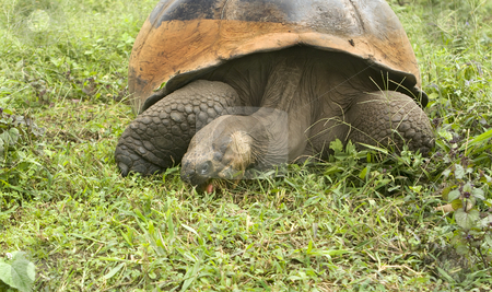 To use this stock image in your creative project, please select the size you need over to the right and click the "Add to Cart" button.
Your downloaded image will come with the Cutcaster watermark removed so don’t worry about the watermark you see on this page. Giant Galapagos Tortoise stock photo, Giant Galapagos Tortoise by Sharron Schiefelbein