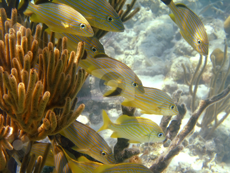 To use this stock image in your creative project, please select the size you need over to the right and click the "Add to Cart" button.
Your downloaded image will come with the Cutcaster watermark removed so don’t worry about the watermark you see on this page. Blue lined Snapper off the Galapagos Islands stock photo, Blue lined Snapper off the Galapagos Islands by Sharron Schiefelbein
