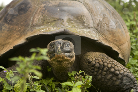 To use this stock image in your creative project, please select the size you need over to the right and click the "Add to Cart" button.
Your downloaded image will come with the Cutcaster watermark removed so don’t worry about the watermark you see on this page. Giant Galapagos Tortoise stock photo, Giant Galapagos Tortoise by Sharron Schiefelbein