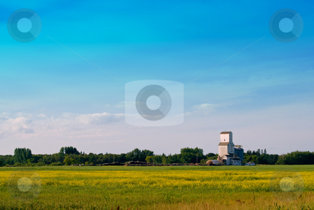 To use this stock image in your creative project, please select the size you need over to the right and click the "Add to Cart" button.
Your downloaded image will come with the Cutcaster watermark removed so don’t worry about the watermark you see on this page. Prairie Field stock photo, A prairie field with a grain elevator in the distance shot with lots of copyspace in the sky by Richard Nelson