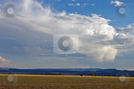 To use this stock image in your creative project, please select the size you need over to the right and click the "Add to Cart" button.
Your downloaded image will come with the Cutcaster watermark removed so don’t worry about the watermark you see on this page. High Mountain Meadow stock photo, Yellow field of dry grass with blue mountains and clouds in the distance. by Andrew Orlemann
