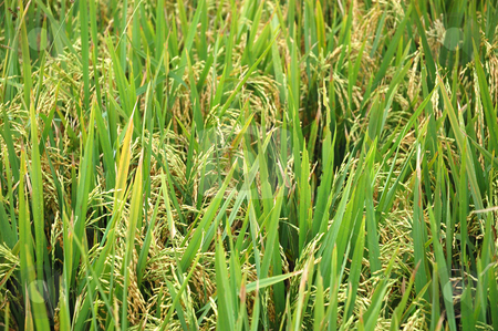 To use this stock image in your creative project, please select the size you need over to the right and click the "Add to Cart" button.
Your downloaded image will come with the Cutcaster watermark removed so don’t worry about the watermark you see on this page. Rice Paddies stock photo, Field of rice paddies in tropical paradise by Bayu Harsa