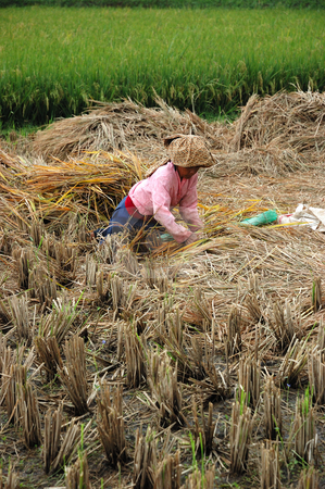 To use this stock image in your creative project, please select the size you need over to the right and click the "Add to Cart" button.
Your downloaded image will come with the Cutcaster watermark removed so don’t worry about the watermark you see on this page. Harvesting paddies stock photo, Farmer harvesting paddies in their ricefield by Bayu Harsa