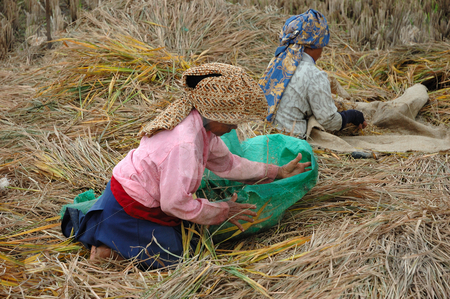 To use this stock image in your creative project, please select the size you need over to the right and click the "Add to Cart" button.
Your downloaded image will come with the Cutcaster watermark removed so don’t worry about the watermark you see on this page. Harvesting paddies stock photo, Farmer harvesting paddies in their ricefield by Bayu Harsa
