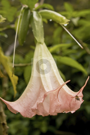 To use this stock image in your creative project, please select the size you need over to the right and click the "Add to Cart" button.
Your downloaded image will come with the Cutcaster watermark removed so don’t worry about the watermark you see on this page. Pink Angel Trumpet flower with a bee stock photo, Pink Angel Trumpet flower with a bee and rain drops on the petals. by Sharron Schiefelbein