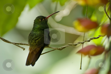 To use this stock image in your creative project, please select the size you need over to the right and click the "Add to Cart" button.
Your downloaded image will come with the Cutcaster watermark removed so don’t worry about the watermark you see on this page. Humming bird sitting on branch stock photo, Humming bird sitting on branch by Sharron Schiefelbein