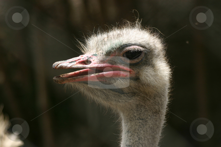 To use this stock image in your creative project, please select the size you need over to the right and click the "Add to Cart" button.
Your downloaded image will come with the Cutcaster watermark removed so don’t worry about the watermark you see on this page. Ostrich stock photo, Side profile of a sunlit ostrich's head, sort of isolated against a dark out-of-focus background. by Darren Booth