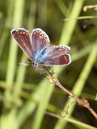 To use this stock image in your creative project, please select the size you need over to the right and click the "Add to Cart" button.
Your downloaded image will come with the Cutcaster watermark removed so don’t worry about the watermark you see on this page. A female common blue butterfly stock photo, A female common blue butterfly polymmatus icarus in summer by Mike Smith
