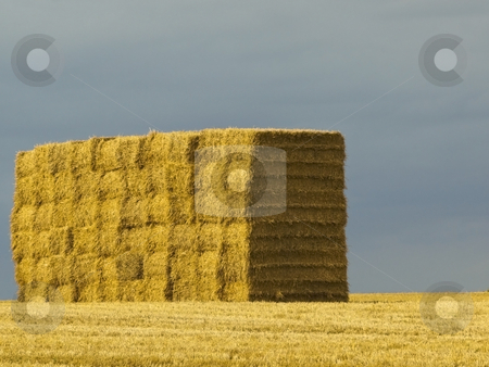 To use this stock image in your creative project, please select the size you need over to the right and click the "Add to Cart" button.
Your downloaded image will come with the Cutcaster watermark removed so don’t worry about the watermark you see on this page. Stack of bales on hilltop stock photo, A stack of big square bales on a hilltop at harvest time in summer by Mike Smith