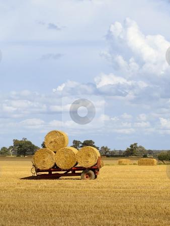 To use this stock image in your creative project, please select the size you need over to the right and click the "Add to Cart" button.
Your downloaded image will come with the Cutcaster watermark removed so don’t worry about the watermark you see on this page. Bales on red trailer stock photo, Round bales on a red trailer at harvest time under a summer sky by Mike Smith
