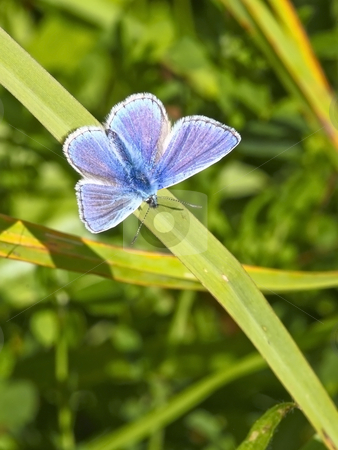 To use this stock image in your creative project, please select the size you need over to the right and click the "Add to Cart" button.
Your downloaded image will come with the Cutcaster watermark removed so don’t worry about the watermark you see on this page. Male common blue butterfly 3 stock photo, A male common blue butterfly polyommatus icarus on a leaf by Mike Smith