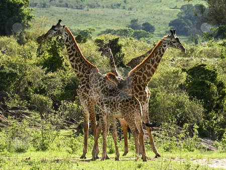 To use this stock image in your creative project, please select the size you need over to the right and click the "Add to Cart" button.
Your downloaded image will come with the Cutcaster watermark removed so don’t worry about the watermark you see on this page. Masai giraffes in kenya stock photo, A group of masai giraffes in tsavo national park kenya by Mike Smith