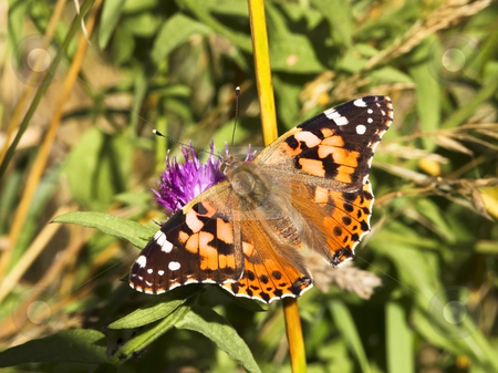 To use this stock image in your creative project, please select the size you need over to the right and click the "Add to Cart" button.
Your downloaded image will come with the Cutcaster watermark removed so don’t worry about the watermark you see on this page. Painted lady stock photo, An image of a painted lady butterfly in summer by Mike Smith