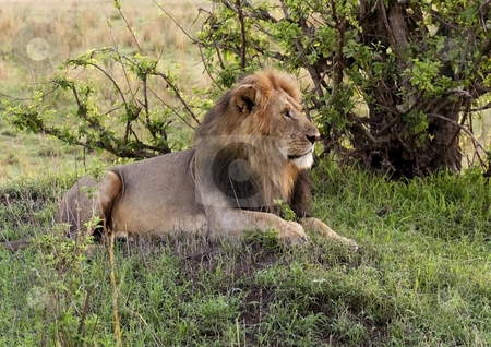 To use this stock image in your creative project, please select the size you need over to the right and click the "Add to Cart" button.
Your downloaded image will come with the Cutcaster watermark removed so don’t worry about the watermark you see on this page. Male lion in kenya stock photo, A male lion on the masai mara in kenya by Mike Smith
