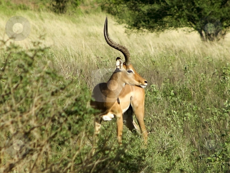 To use this stock image in your creative project, please select the size you need over to the right and click the "Add to Cart" button.
Your downloaded image will come with the Cutcaster watermark removed so don’t worry about the watermark you see on this page. Male impala in kenya stock photo, A male impala in samburu national park kenya by Mike Smith