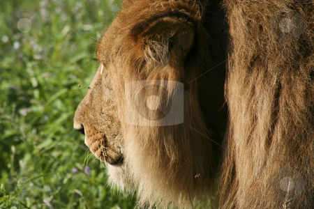 To use this stock image in your creative project, please select the size you need over to the right and click the "Add to Cart" button.
Your downloaded image will come with the Cutcaster watermark removed so don’t worry about the watermark you see on this page. A male lion in kenya stock photo, Close up of a male lion in samburu in kenya by Mike Smith