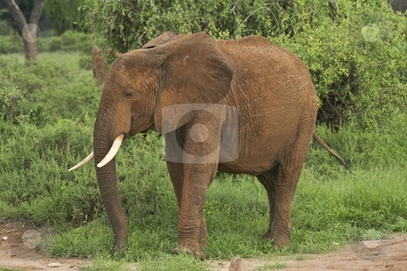 To use this stock image in your creative project, please select the size you need over to the right and click the "Add to Cart" button.
Your downloaded image will come with the Cutcaster watermark removed so don’t worry about the watermark you see on this page. Kenyan elephant stock photo, A lone kenyan elephant covered in red tsavo dust by Mike Smith