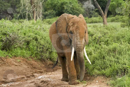 To use this stock image in your creative project, please select the size you need over to the right and click the "Add to Cart" button.
Your downloaded image will come with the Cutcaster watermark removed so don’t worry about the watermark you see on this page. Kenyan elephant 2 stock photo, A lone kenyan elephant in tsavo national park by Mike Smith