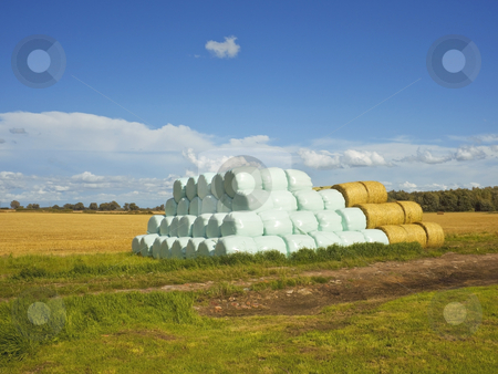 To use this stock image in your creative project, please select the size you need over to the right and click the "Add to Cart" button.
Your downloaded image will come with the Cutcaster watermark removed so don’t worry about the watermark you see on this page. Bales at harvest time stock photo, A pile of bales wrapped in blue plastic sheeting at harvest time in summer by Mike Smith