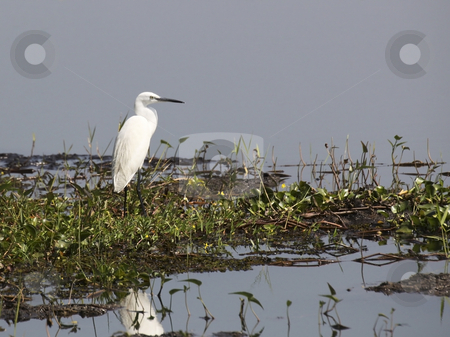 To use this stock image in your creative project, please select the size you need over to the right and click the "Add to Cart" button.
Your downloaded image will come with the Cutcaster watermark removed so don’t worry about the watermark you see on this page. Intermediate egret stock photo, An intermediate egret on lake in wasgomuwa sri lanka by Mike Smith