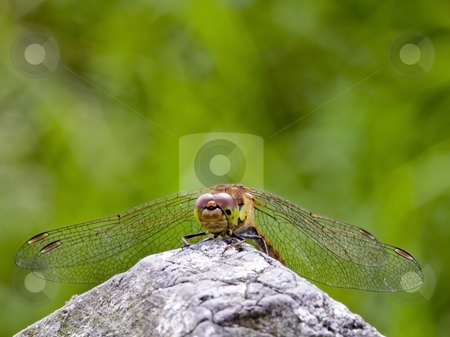 To use this stock image in your creative project, please select the size you need over to the right and click the "Add to Cart" button.
Your downloaded image will come with the Cutcaster watermark removed so don’t worry about the watermark you see on this page. Dragonfly sympetrum striolatum 2 stock photo, A newly emerged dragonfly sympetrum striolatum in summer by Mike Smith