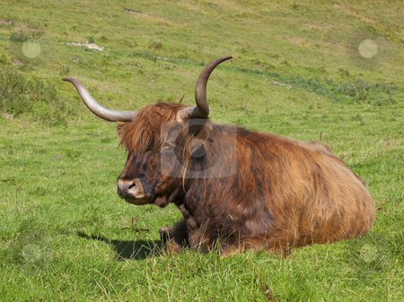 To use this stock image in your creative project, please select the size you need over to the right and click the "Add to Cart" button.
Your downloaded image will come with the Cutcaster watermark removed so don’t worry about the watermark you see on this page. Highland cow in meadow stock photo, A highland cow in an english summer meadow by Mike Smith