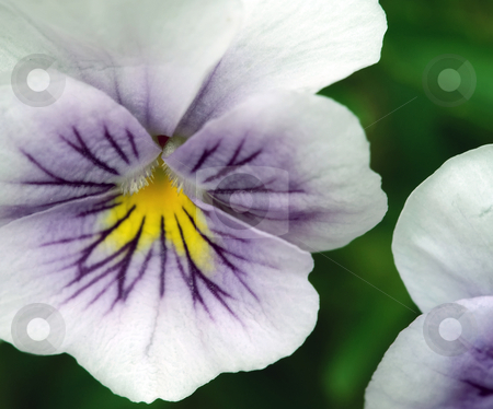 To use this stock image in your creative project, please select the size you need over to the right and click the "Add to Cart" button.
Your downloaded image will come with the Cutcaster watermark removed so don’t worry about the watermark you see on this page. Viola tricolor stock photo, Closeup picture of some wild purple Viola tricolor by Alain Turgeon