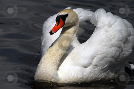To use this stock image in your creative project, please select the size you need over to the right and click the "Add to Cart" button.
Your downloaded image will come with the Cutcaster watermark removed so don’t worry about the watermark you see on this page. Swan stock photo, Closeup picture of a beautiful White Swan swimming by Alain Turgeon