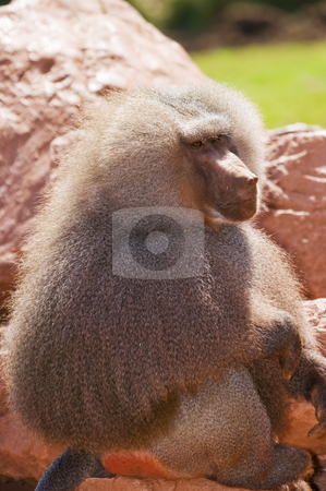 To use this stock image in your creative project, please select the size you need over to the right and click the "Add to Cart" button.
Your downloaded image will come with the Cutcaster watermark removed so don’t worry about the watermark you see on this page. Hamadryas Baboon stock photo, Close up of a Hamadryas Baboon (Papio hamadryas) by Stephen Meese