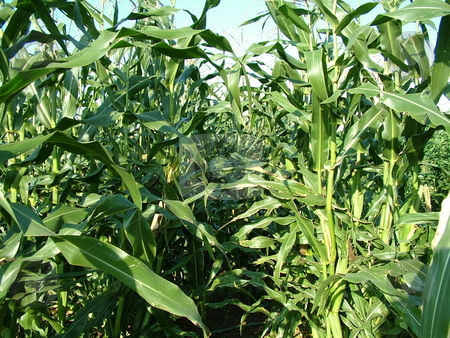 To use this stock image in your creative project, please select the size you need over to the right and click the "Add to Cart" button.
Your downloaded image will come with the Cutcaster watermark removed so don’t worry about the watermark you see on this page. Corn Stalks stock photo, Tall, green corn stalks lined in rows in a garden by Krystal McCammon