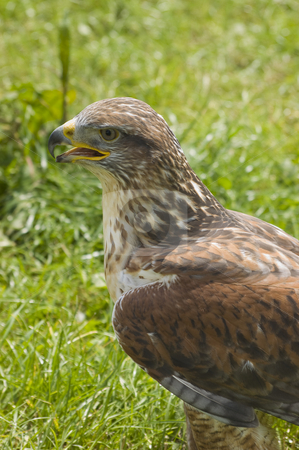 To use this stock image in your creative project, please select the size you need over to the right and click the "Add to Cart" button.
Your downloaded image will come with the Cutcaster watermark removed so don’t worry about the watermark you see on this page. Harris Hawk stock photo, Close up of Harris Hawk (Parabuteo Unicintus) by Stephen Meese
