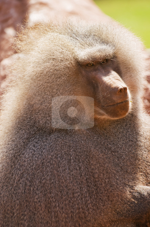 To use this stock image in your creative project, please select the size you need over to the right and click the "Add to Cart" button.
Your downloaded image will come with the Cutcaster watermark removed so don’t worry about the watermark you see on this page. Hamadryas Baboon stock photo, Close up of a Hamadryas Baboon (Papio hamadryas) by Stephen Meese