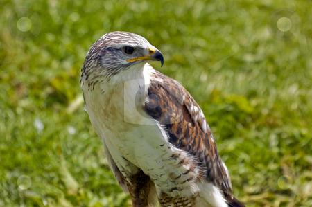 To use this stock image in your creative project, please select the size you need over to the right and click the "Add to Cart" button.
Your downloaded image will come with the Cutcaster watermark removed so don’t worry about the watermark you see on this page. Merlin stock photo, Close up of a Merlin (Falco columbarius) by Stephen Meese