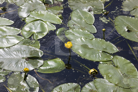 To use this stock image in your creative project, please select the size you need over to the right and click the "Add to Cart" button.
Your downloaded image will come with the Cutcaster watermark removed so don’t worry about the watermark you see on this page. Water lillies on canal stock photo, Water lillies nuphar lutea on a canal in summer by Mike Smith
