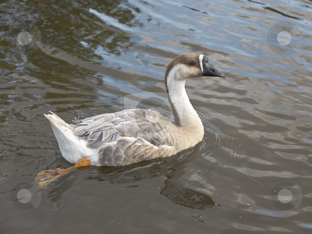 To use this stock image in your creative project, please select the size you need over to the right and click the "Add to Cart" button.
Your downloaded image will come with the Cutcaster watermark removed so don’t worry about the watermark you see on this page. Swan goose female stock photo, A female swan goose anser cygnoides swimming by Mike Smith